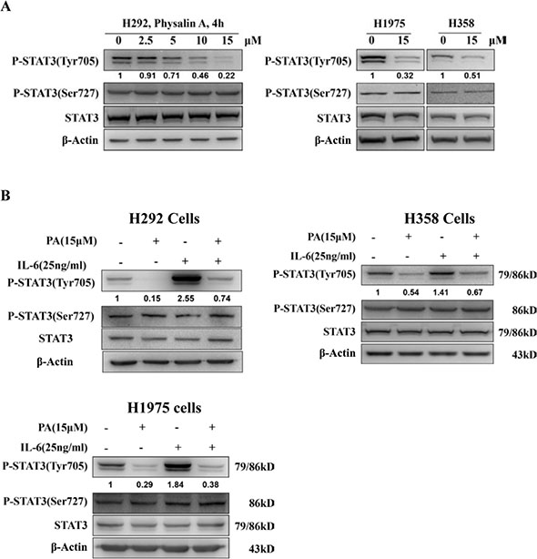 Physalin A inhibits constitutive and IL 6-induced STAT3 phosphorylation at Tyr705.