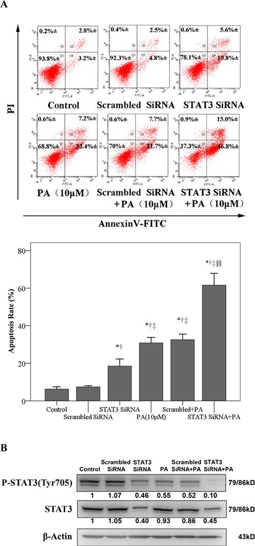 STAT3 siRNA enhances physalin A-induced apoptosis.