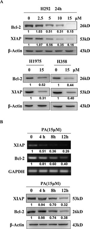 Physalin A suppresses the expression of the STAT3 target genes, Bcl-2 and XIAP.