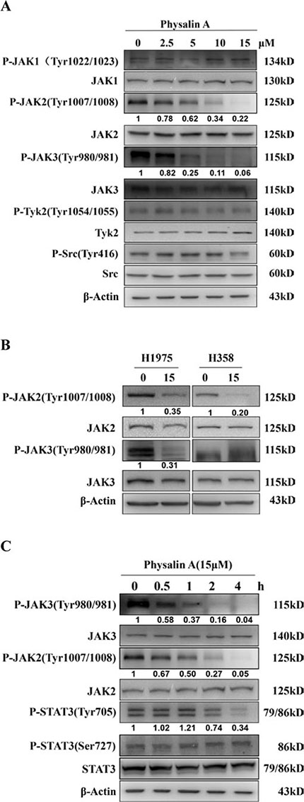 Physalin A inhibits phosphorylation of JAKs in human NSCLC cells in a dose- and time-dependent manner.