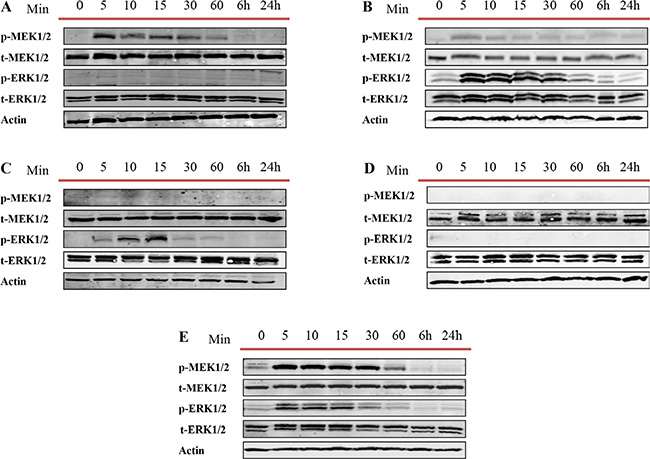 Western blot analysis (WB).