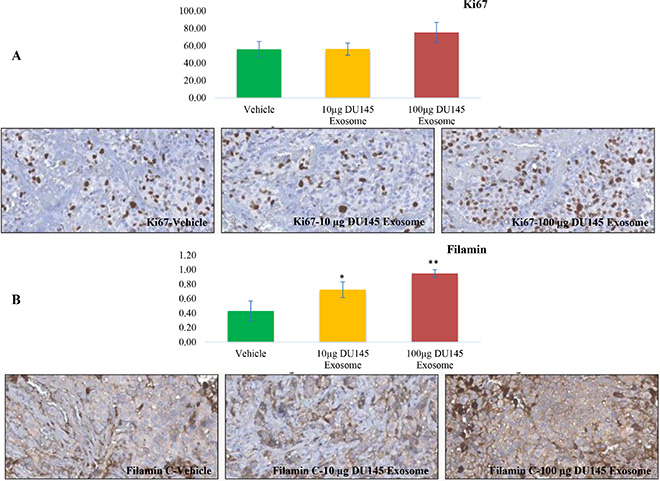 Immunohistochemical analysis.