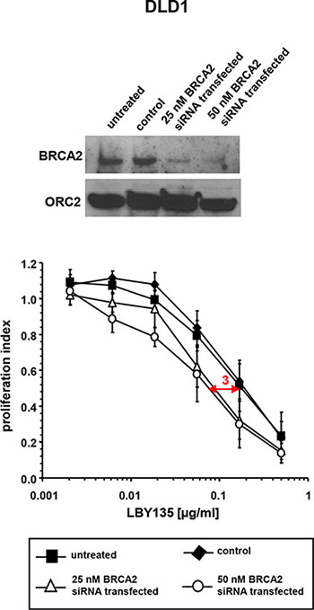 siRNA-mediated BRCA2 knockdown enhances the sensitivity of cancer cells towards TRAIL-R-mediated apoptosis.