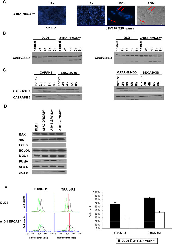 Apoptosis and CASPASE8 recruitment in BRCA2&#x2212;/&#x2212; cells are not dependent on the mitochondrial pathway or on the regulation of TRAIL-receptors.