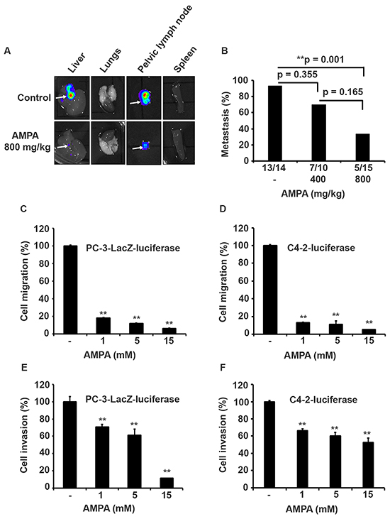 AMPA treatment inhibits prostate cancer metastasis in vivo and cell migration/invasion in vitro.