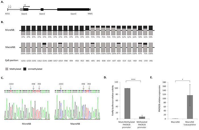 High methylation level of the PHOX2B promoter reduces its expression.