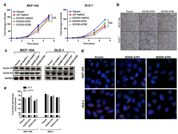 Loss of Ki-67 does not affect cell proliferation in bulk culture or alter morphology and does not induce chromosomal instability.