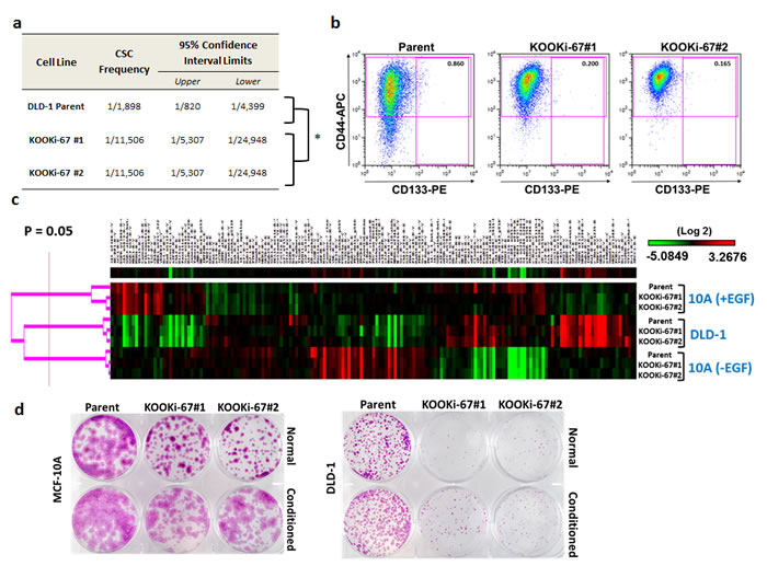 Cancer stem cell frequency and markers are decreased in KOOKi-67 clones without global changes in protein expression.
