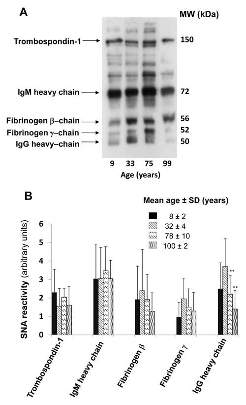 Age-dependent &#x3b1;2,6-sialylation of major plasmatic glycoproteins.