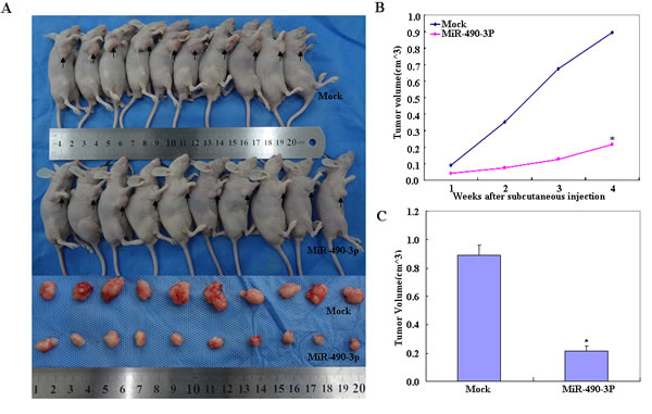 Compared with the mock control, nude mice treated with miR-490-3p showed a dramatic reduction in tumor size (A) and tumor xenograft growth from day 4 and week 2 onwards (*