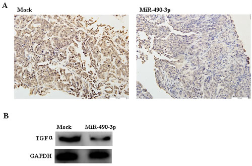 Immunohistochemistry (A) and Western Blotting (B) indicated that TGF&#x3b1; expression in the tumor xenografts of hsa-miR-490-3p-treated nude mice was decreased compared with that in mock-transfected nude mice.