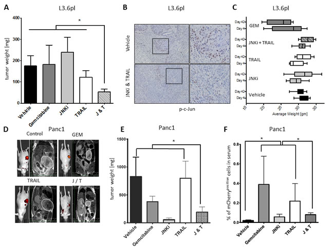 JNKi/TRAIL reduces tumor growth