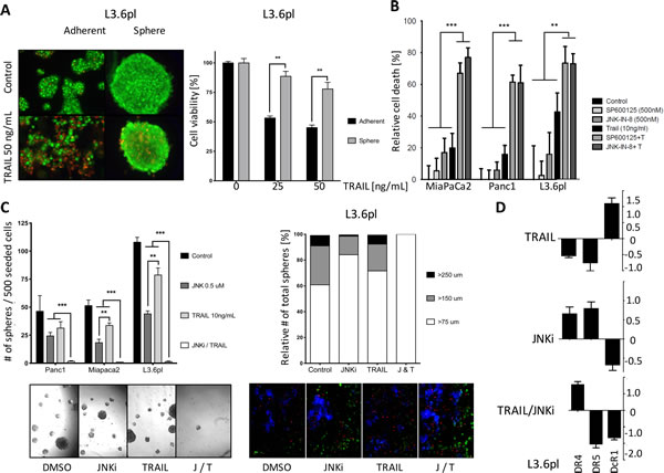 JNKi sensitizes PDAC cells and CSCs to the pro-apoptotic effects of TRAIL.