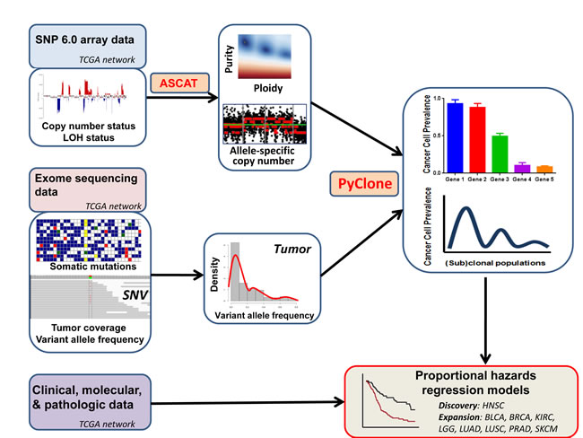 Analysis of intratumor heterogeneity, and its prognostic significance, using multifaceted genomic data.