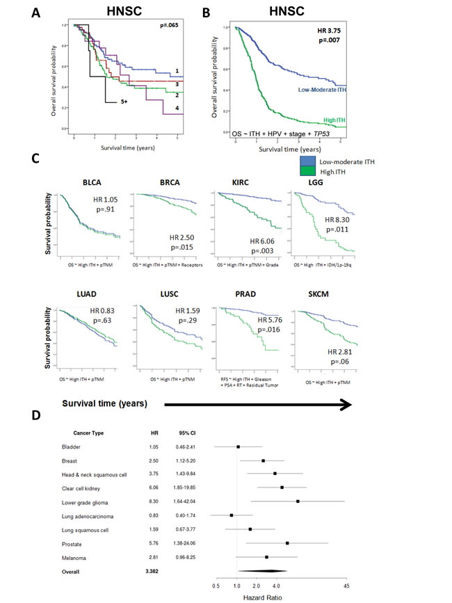 Intratumor heterogeneity is associated with poorer patient survival.