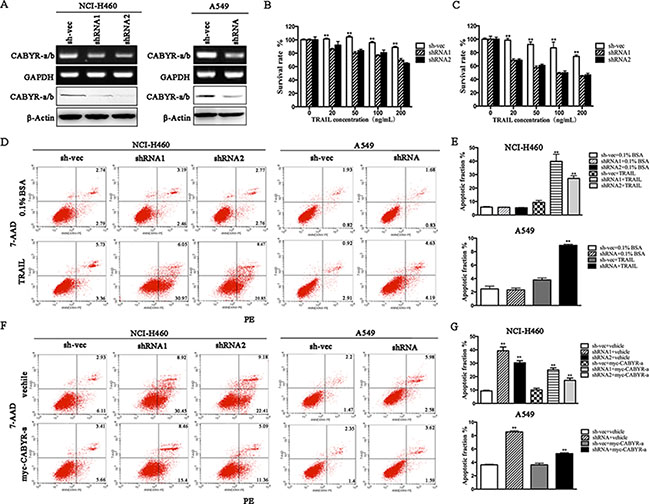 Silencing of CABYR-a/b enhances TRAIL-induced apoptosis in lung cancer cells.