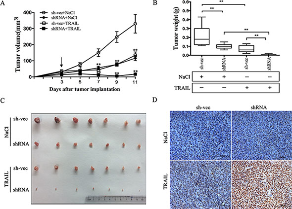 Suppression of CABYR-a/b increases in vivo tumor sensitivity to TRAIL.