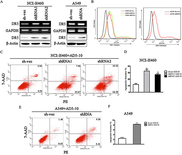 Knockdown of CABYR-a/b induces the expression of DR5.