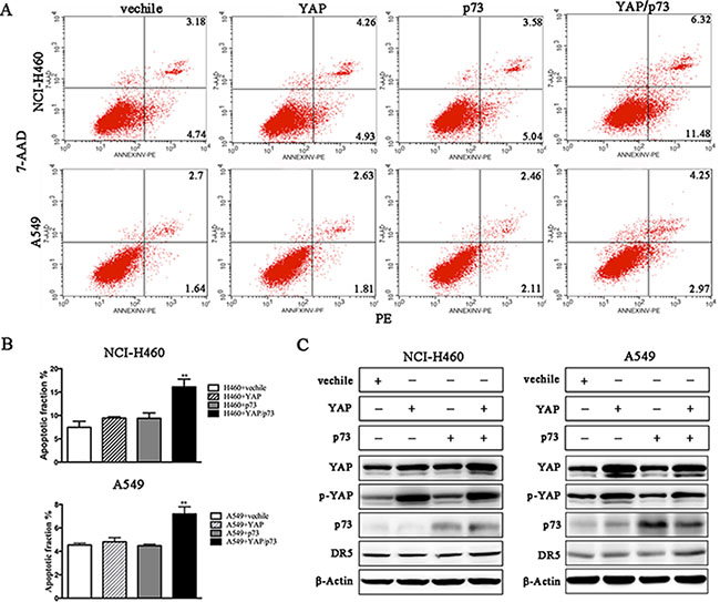 Co-overexpression of YAP and P73 promotes TRAIL-induced apoptosis.