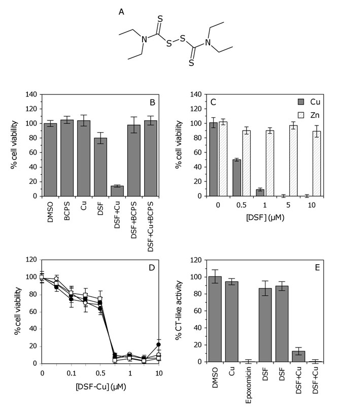 The effect of the DSF&#8211;Cu complex on GSC proteasomal activity.