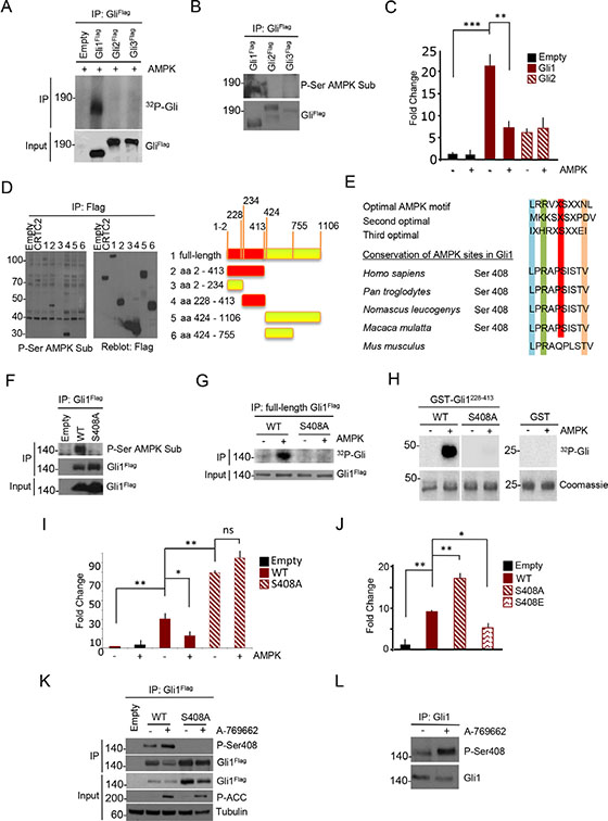 AMPK phosphorylates human Gli1 at Ser408.