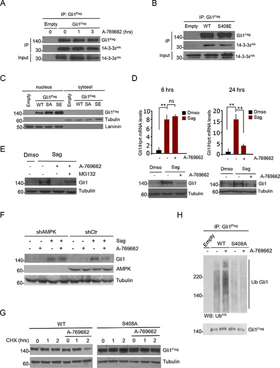 AMPK-mediated phosphorylation at Ser408 targets Gli1 to proteasomal degradation.