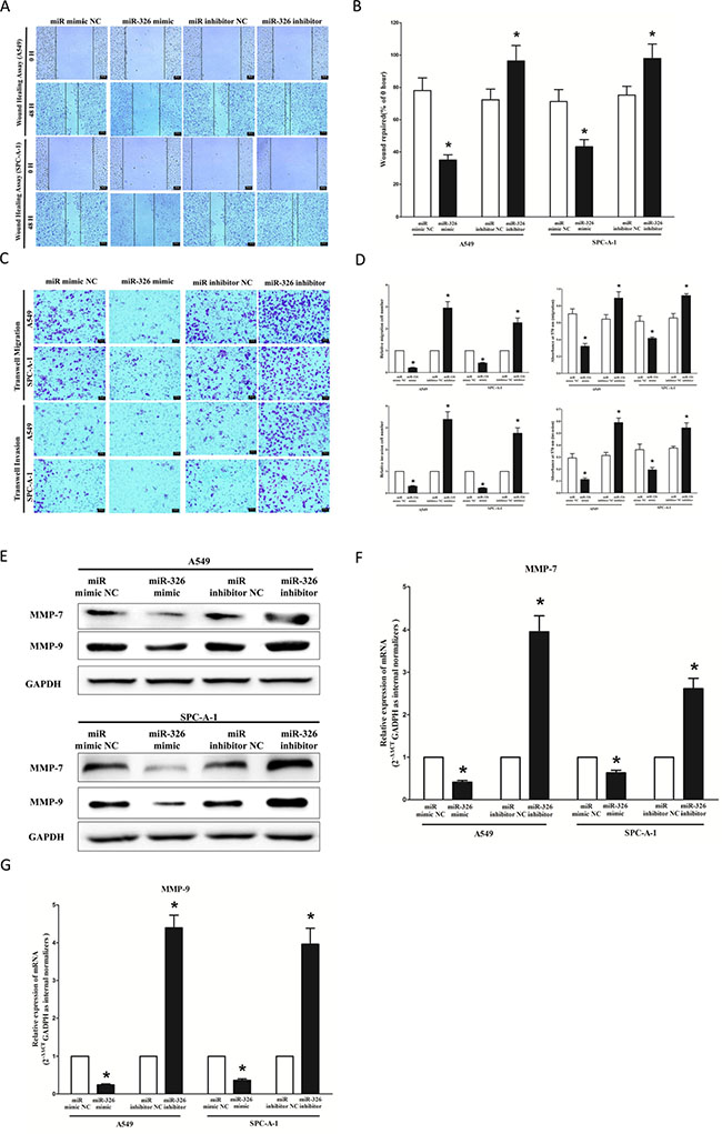 Ectopic expression of miR-326 in A549 and SPC-A-1 cells reduces cell migration and invasion motility.