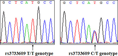 A representative DNA sequence of TET2 rs3733609 genotype (Left: T/T genotype; Right: C/T genotype).