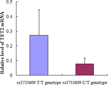 The mRNA expression levels for TET2 gene in bone marrow mononuclear cells between C/T and T/T genotype MPN patients.