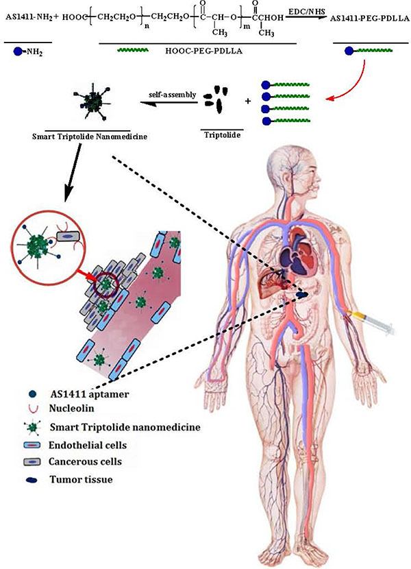 Schematic representation of synthesizing AS1411-PEG-PDLLA and preparing smart triptolide nanomedicine, which selectively targeting CPC cells.