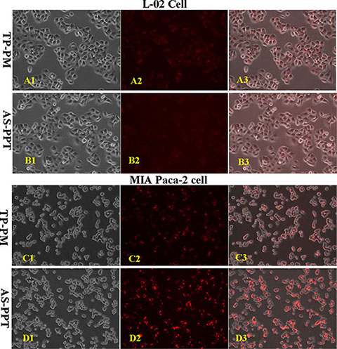 Cellular selectivity: The fluorescence intensity of cy3-labeled TP encapsulated by TP-PM and AS-PPT after incubation with human liver cell line L-02 and human pancreatic carcinoma cell line MIA PaCa-2 for 2 h, respectively.