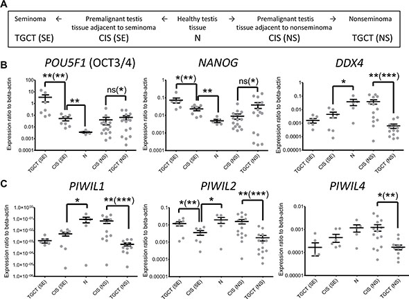 Expression of CIS and germ cell markers and PIWI protein genes in testis and testicular germ cell tumors.