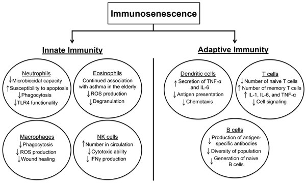 This schematic demonstrates the effect of immunosenescence on parts of the innate and adaptive immune systems.