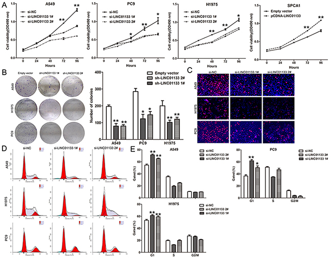 Effects of LINC01133 on NSCLC cell proliferation and cell cycle progression in vitro.