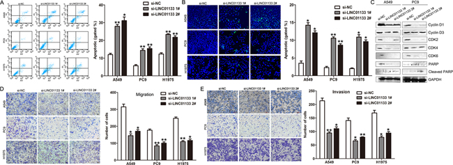 Knockdown of LINC01133 induced NSCLC cell apoptosis and inhibited cell migration and invasion in vitro.