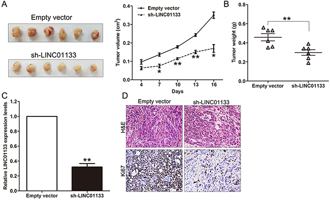 Effect of LINC01133 knockdown on tumor growth in vivo.