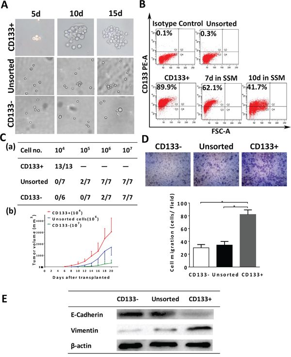 Characterization of CD133+ Colo357 cells.