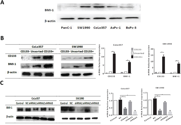 The expression of BMI-1 in pancreatic cancer cells and CSCs.