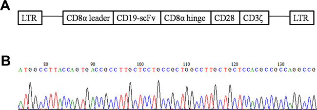 Structure diagram of CD19-CAR plasmid and part of the sequencing results.