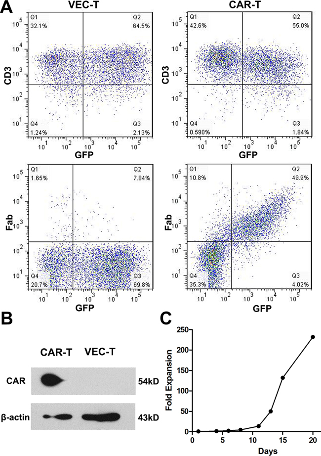 CAR protein expressed on transduced T cells and the CAR-T cells proliferated efficiently.