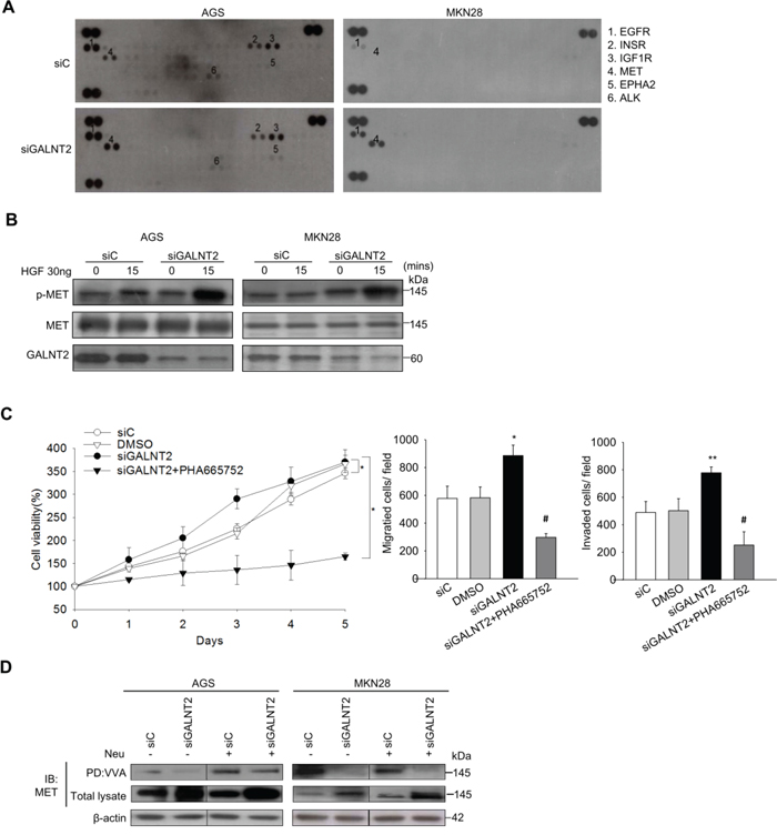 GALNT2 regulates MET activity in gastric cancer cells.