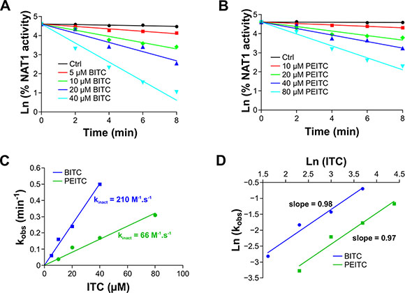 Kinetics analysis of ITCs-dependent inhibition of NAT1.
