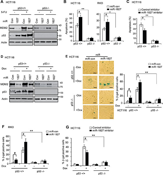 miR-1827 enhances p53-mediated apoptosis and senescence in response to stress.