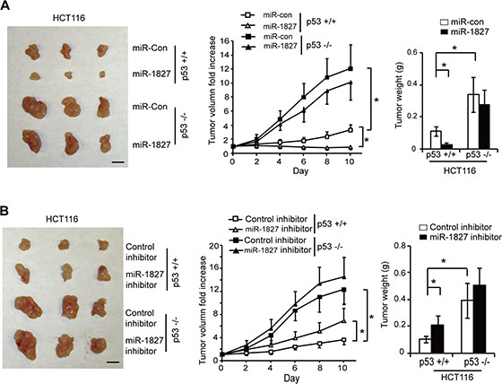 miR-1827 inhibits the growth of colorectal xenograft tumors in vivo in a largely p53-dependent manner.