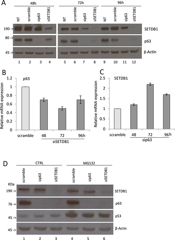 SETDB1 affects p63 protein stability.