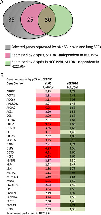 Genes repressed by both p63 and SETDB1 in HCC1954.