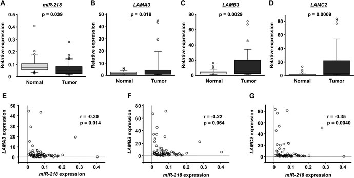 The expression levels of miR-218 and laminin-332 in HNSCC clinical specimens.