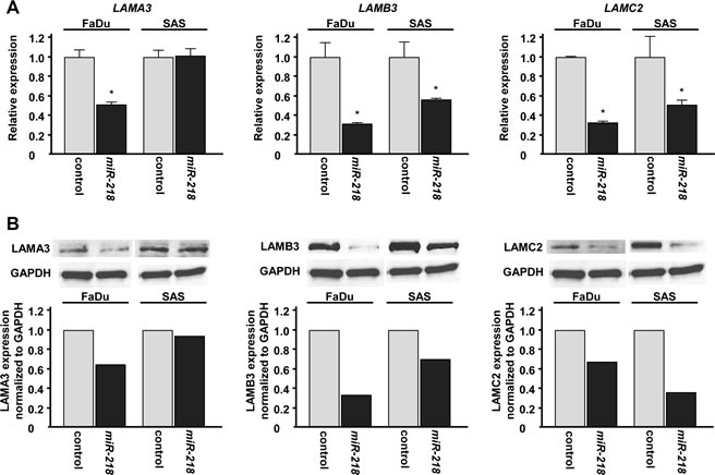 Laminin-332 expression was suppressed by miR-218 transfection at both the mRNA and protein levels in HNSCC cell lines.