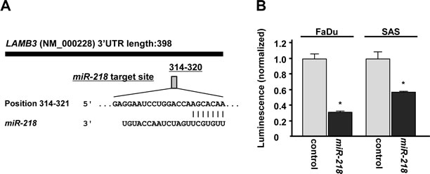 miR-218 directly regulates LAMB3 by luciferase reporter assay.