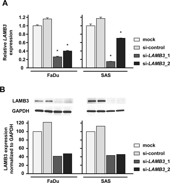 LAMB3 expression was suppressed by si-LAMB3 transfection at both the mRNA and protein levels in HNSCC cell lines.